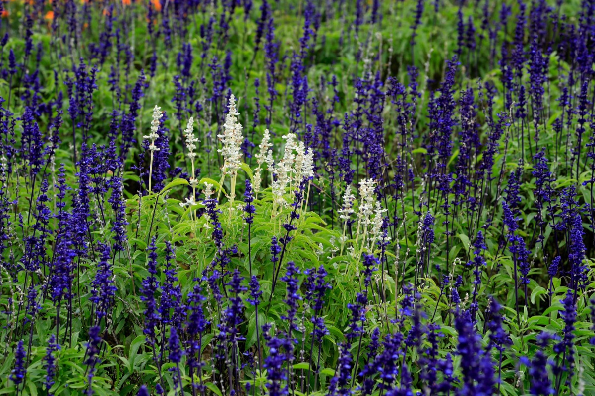 Lavender field with white fence