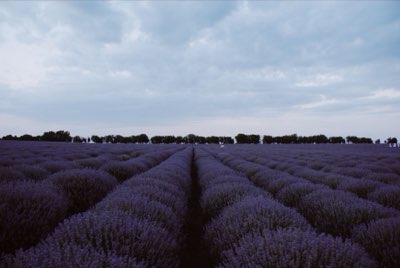Furano Lavender: Peak Bloom Guide for Your Summer Visit