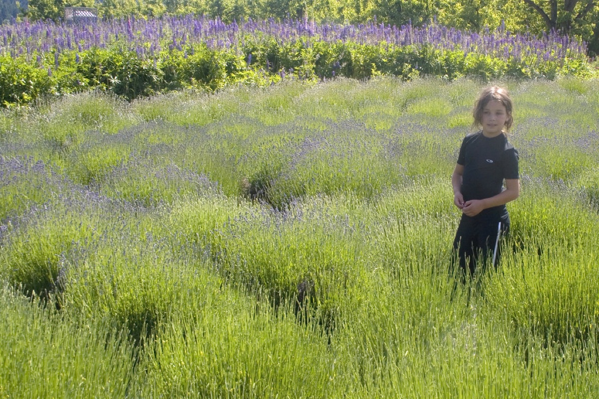 lavender field with sun