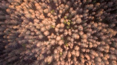Floración máxima lavanda: Visita Furano entre julio y agosto