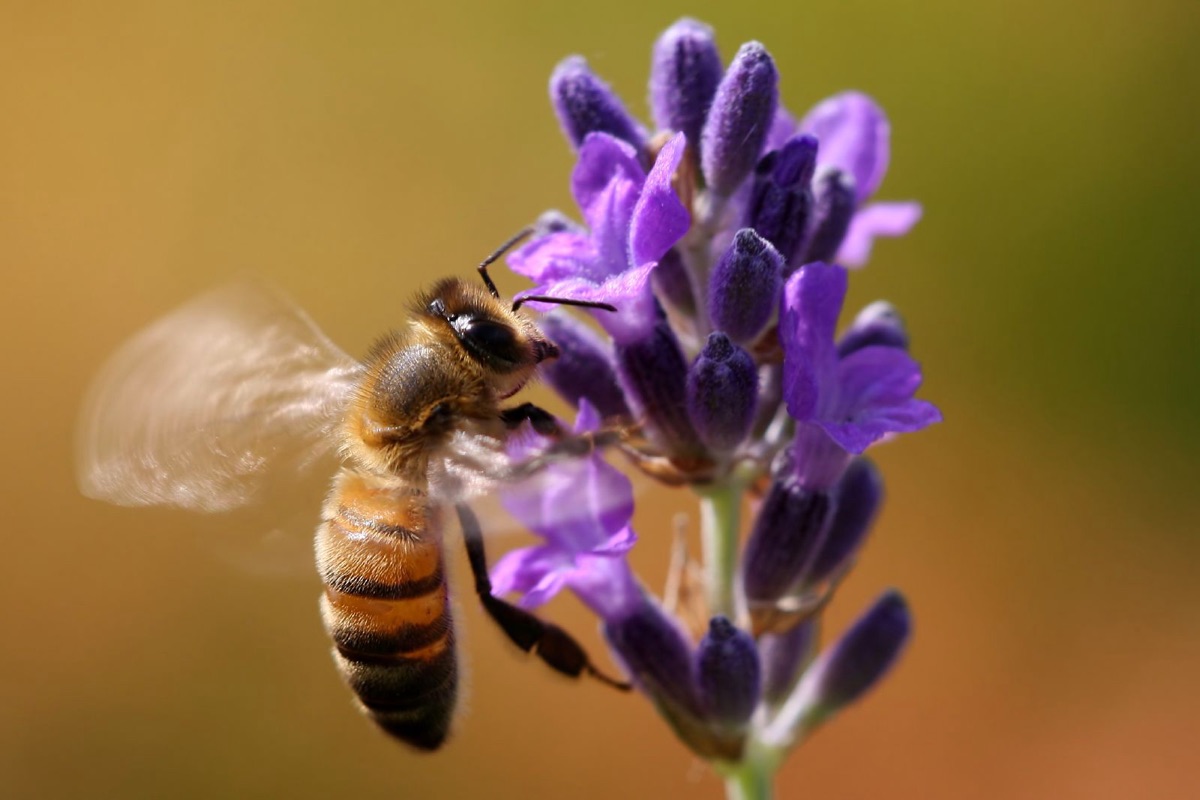 flores de lavanda en detalle