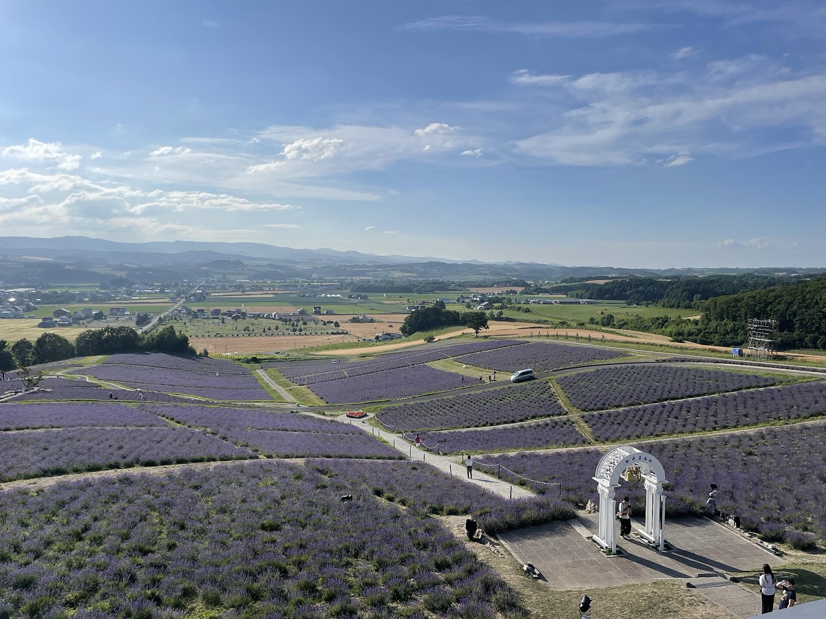 Champs de lavande en été