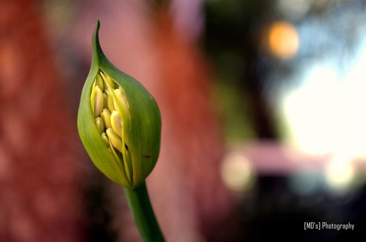 Fleurs de lavande en été
