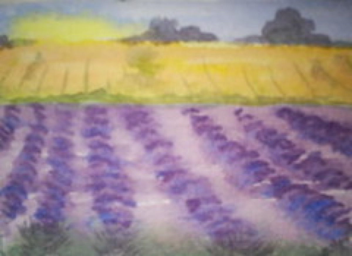 lavender field at sunrise