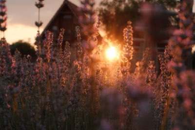 Lavendel Furano: De gouden bloei eind juli, bezoekgids