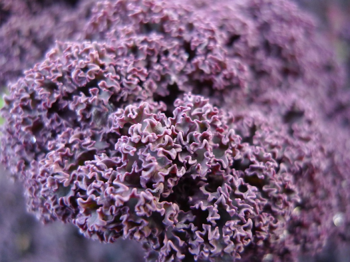 Lavendelblom in detail