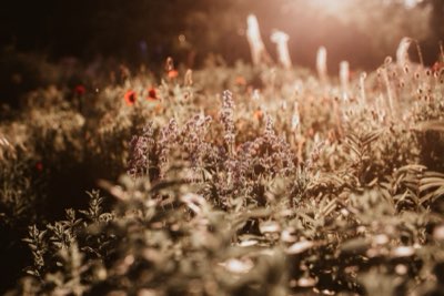 Ver o mar roxo: Melhores campos de lavanda em Furano por região
