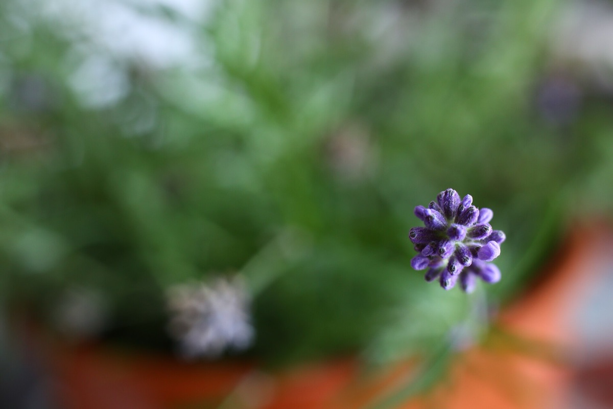 flores de lavanda em detalhe