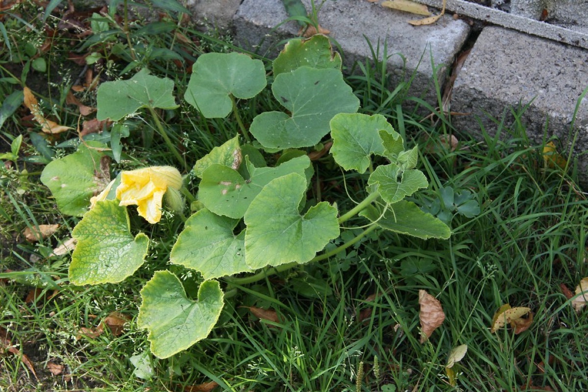 Hokkaido Seasonal Flowers