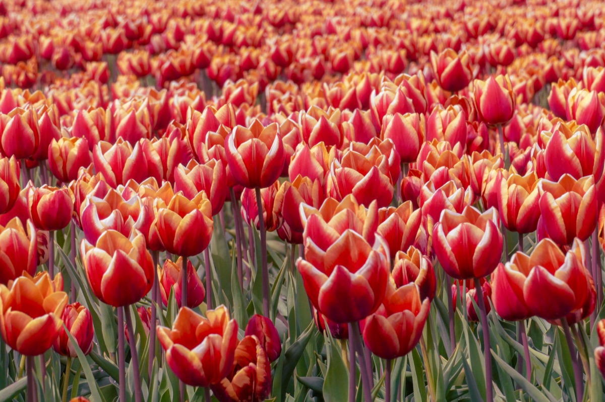 Hokkaido seasonal flower beds