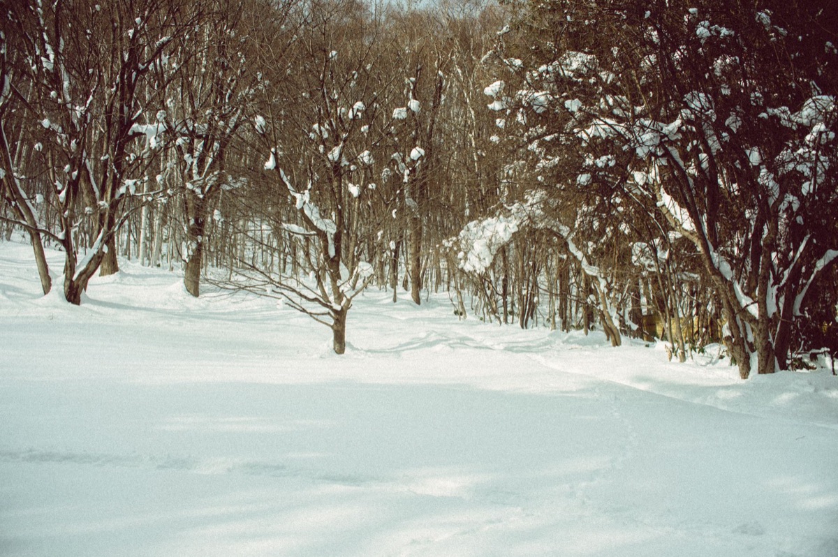 snowy festival pathway in hokkaido
