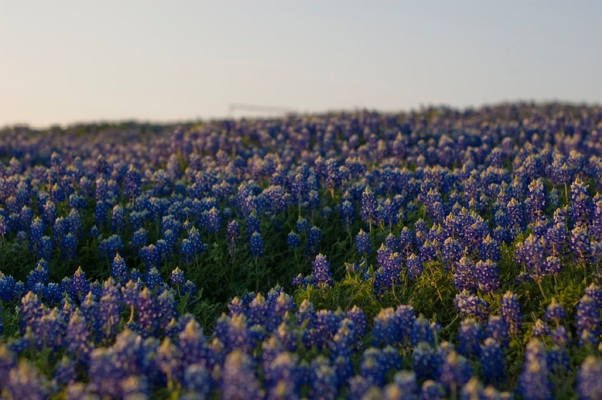Hokkaido Blütenfeld Sonnenuntergang
