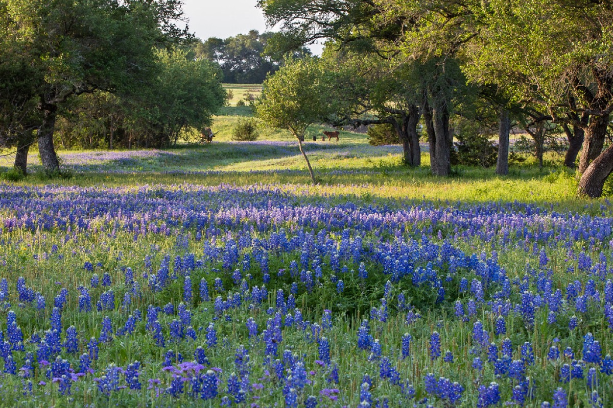 Flower field at sunrise