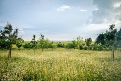 70-200mm: El Teleobjetivo Ideal para Paisajes Florales Japoneses