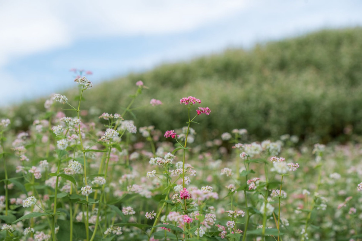 sendero de flores en hokkaido