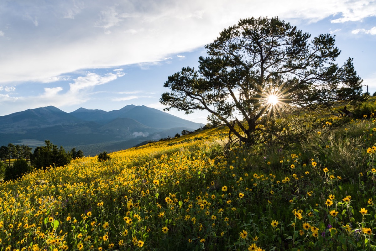 Paysage floral à l'ouest de Hokkaido