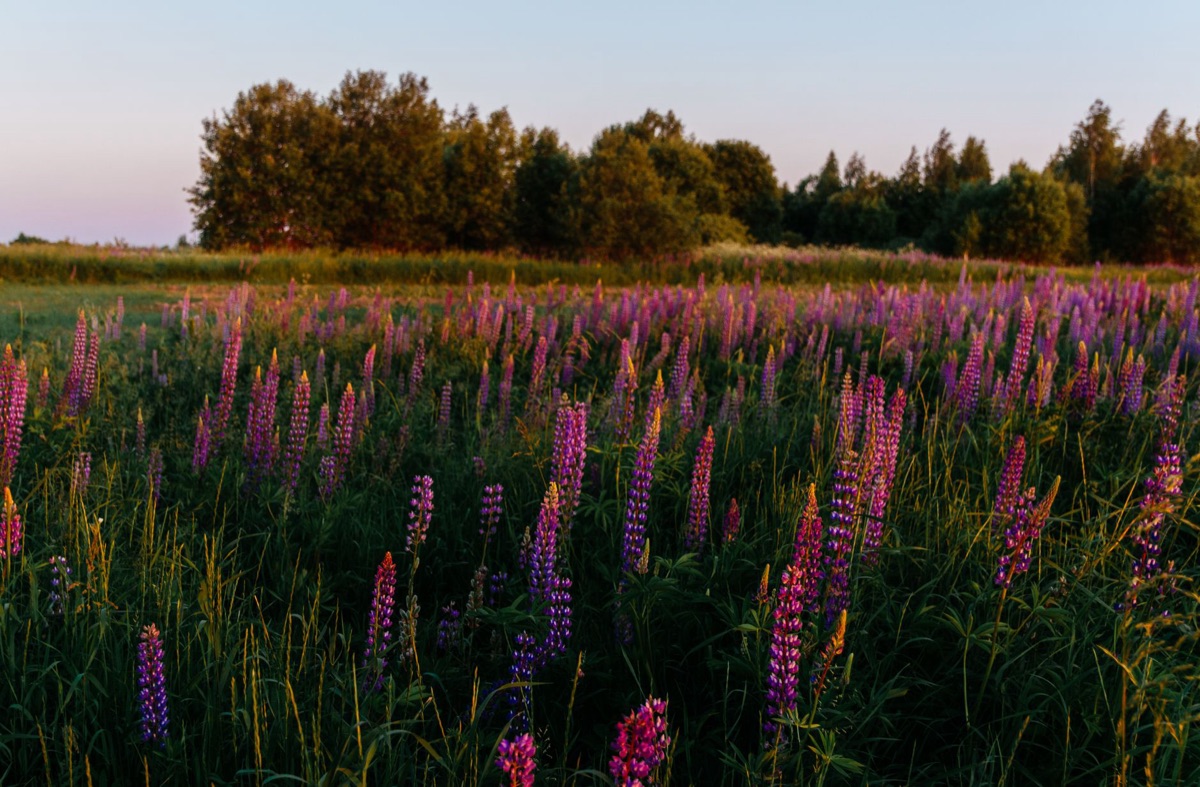 fiori di hokkaido al tramonto