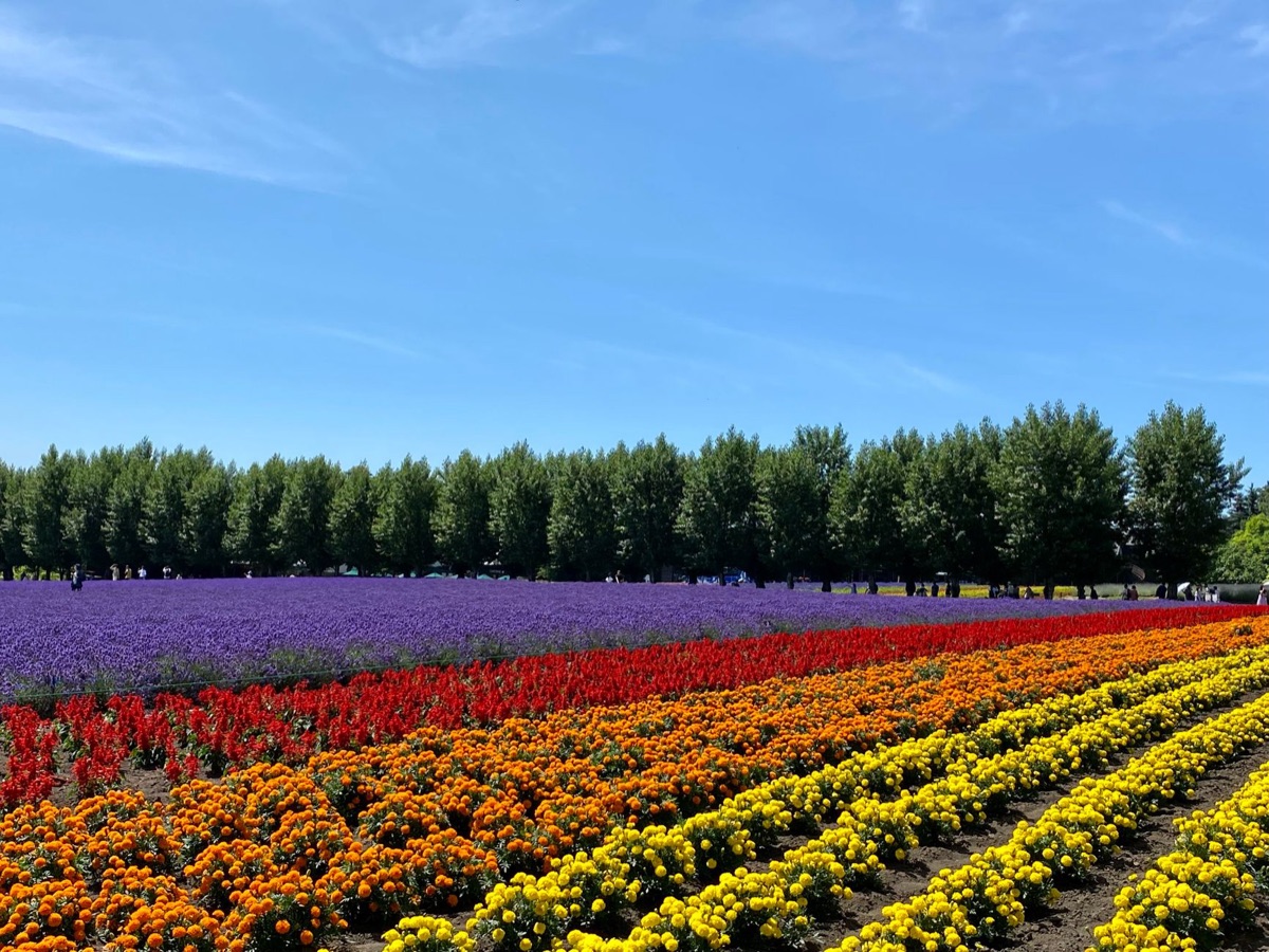 北海道の朝焼け花畑