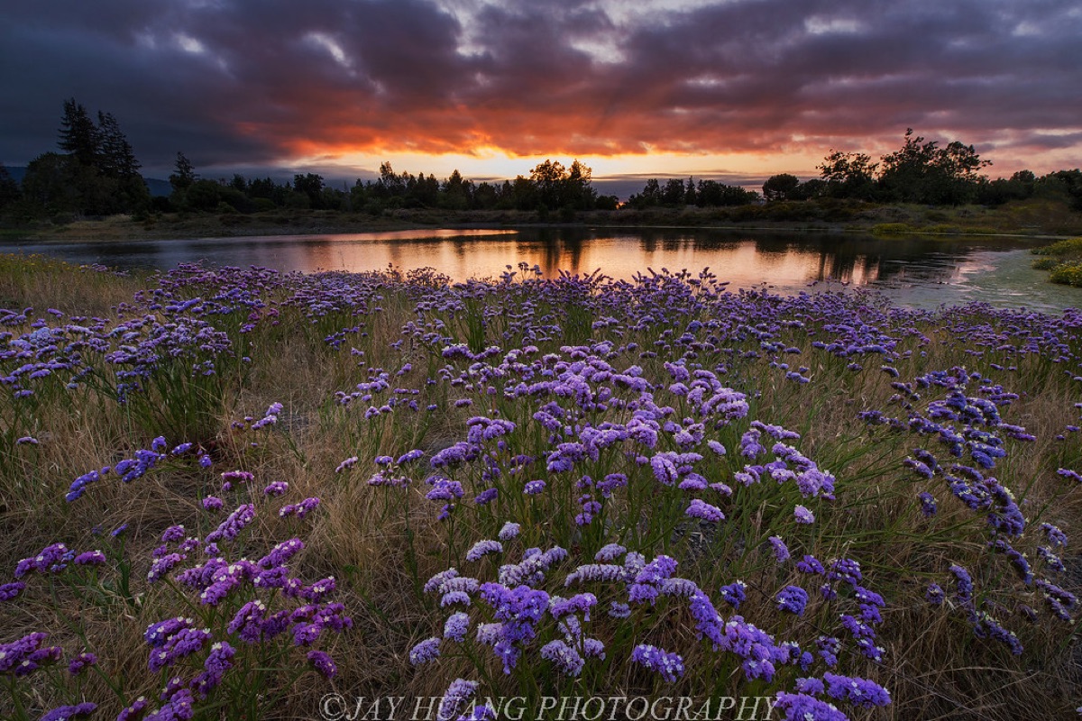 flower field at sunset