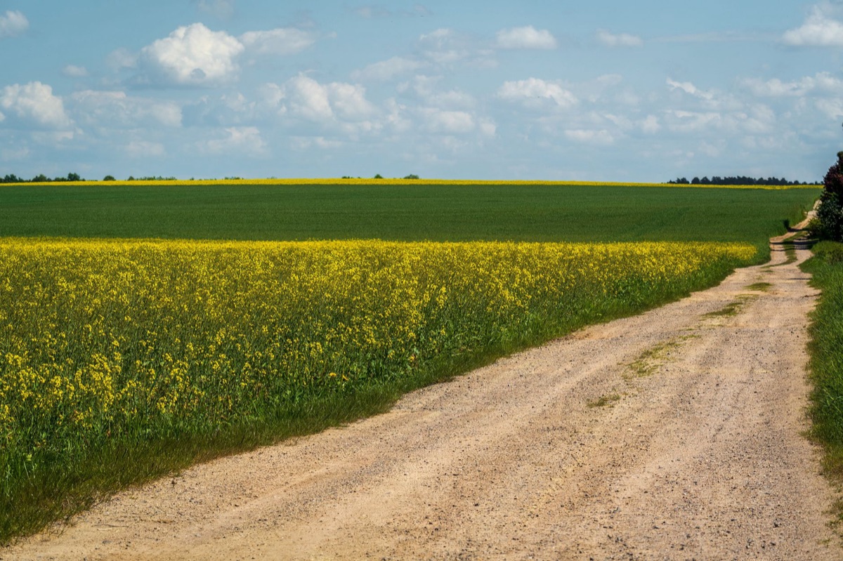 campo de flores com estrada de terra