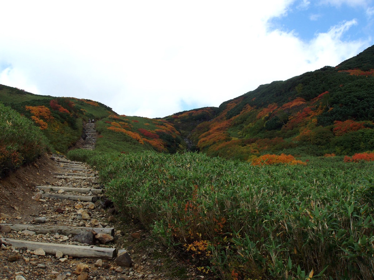 zomerbladerdeken in hokkaido