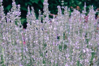 Reise durch die violetten Felder: 7 Tage für die beste Sicht