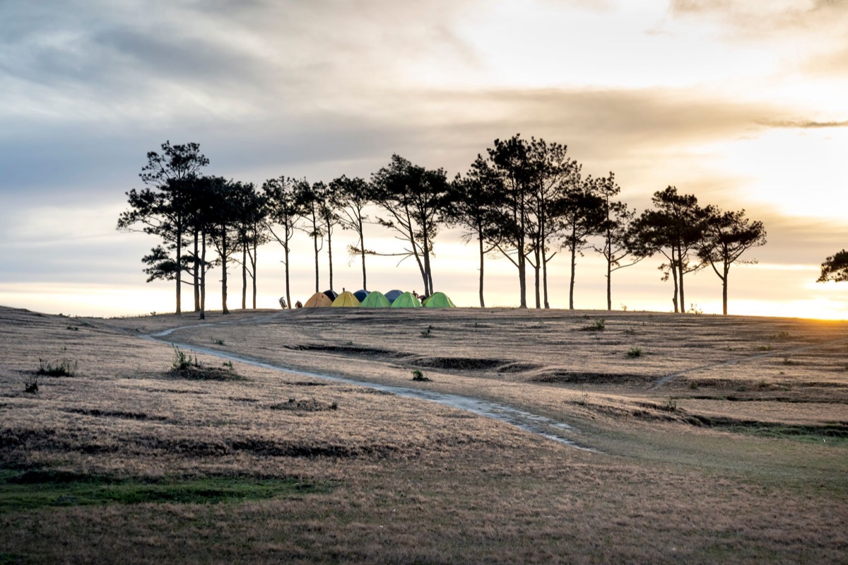 Lavender campsite with tents