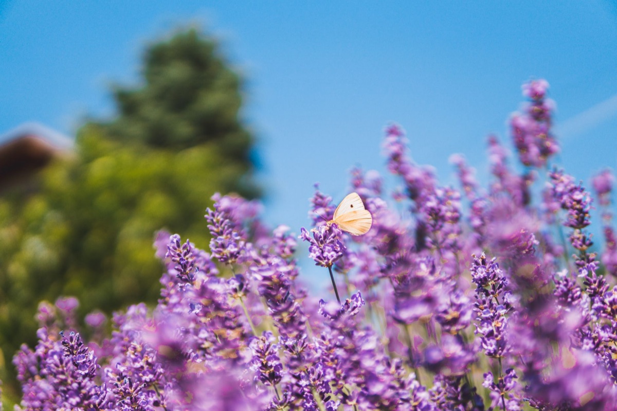 Lavender field with onsen