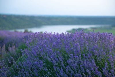 Viaje Hokkaido: 7 días para capturar la magia del campo púrpura