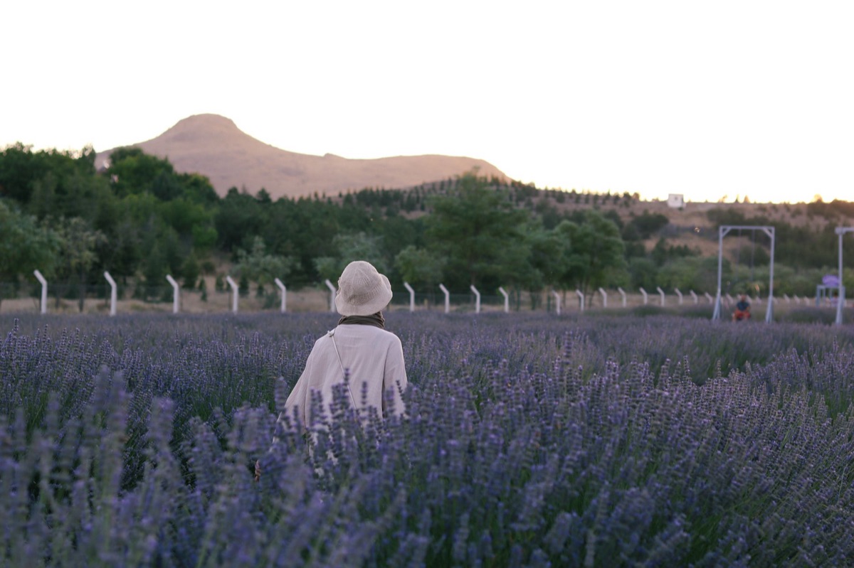 campo de lavanda con onsen