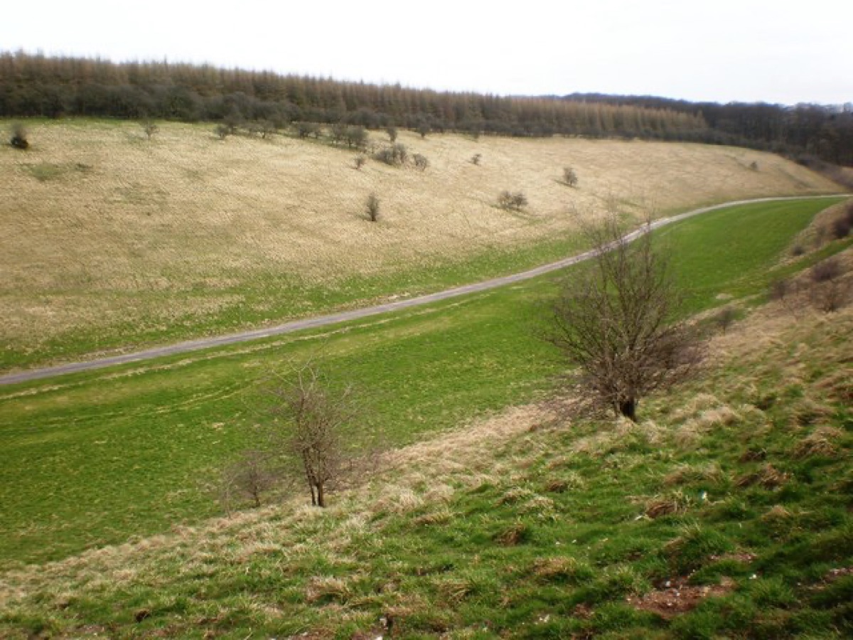 Champ de lavande et route