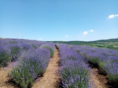 Hokkaido Rit: 3 tot 7 dagen voor de ultieme lavendelervaring