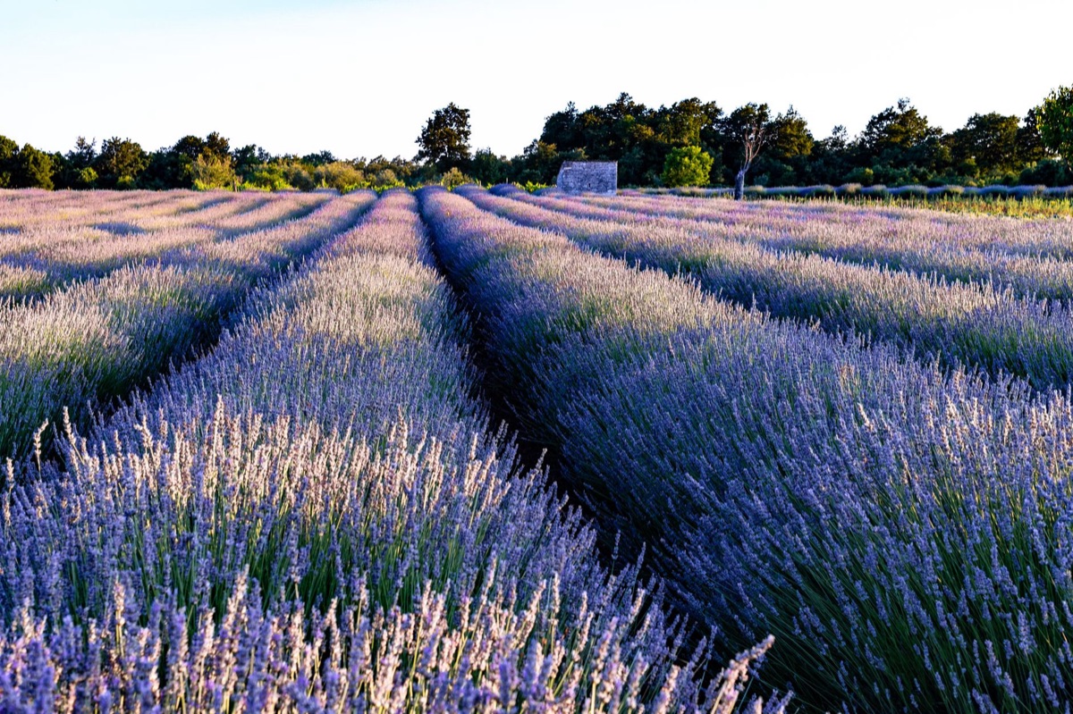 lavender field next to onsen