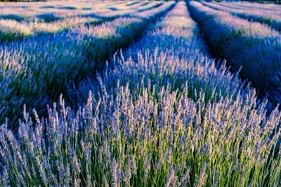Roteiro Lavanda: 2 a 7 dias para ver o ápice em Hokkaido