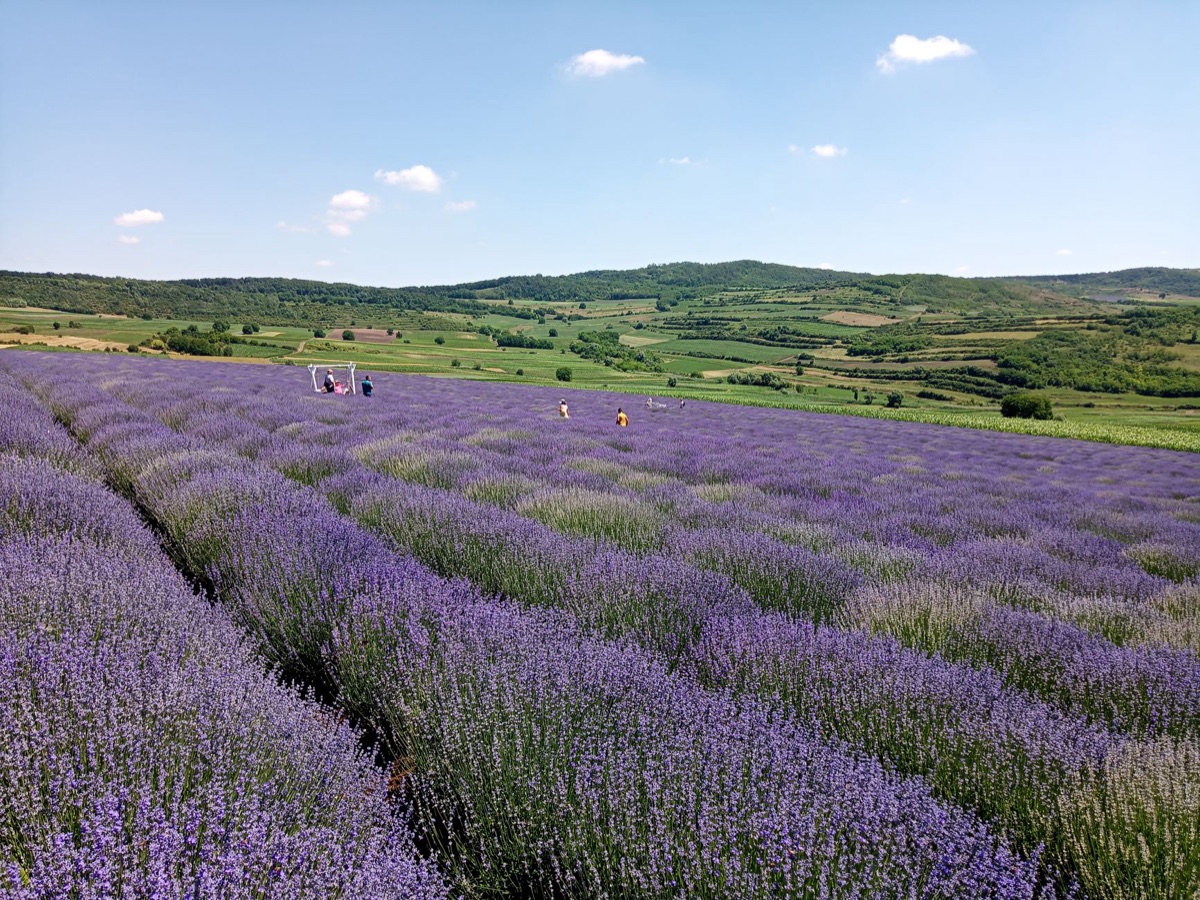 site de camping perto de campo de lavanda