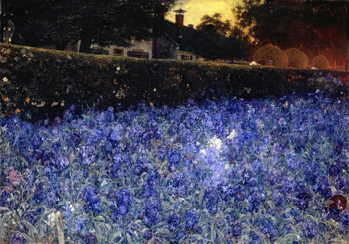 Lavender field at night