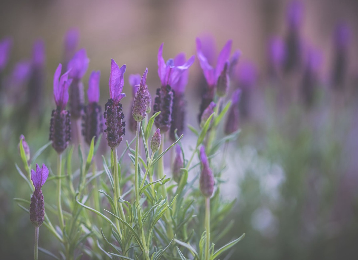 flores de lavanda perto do campamento