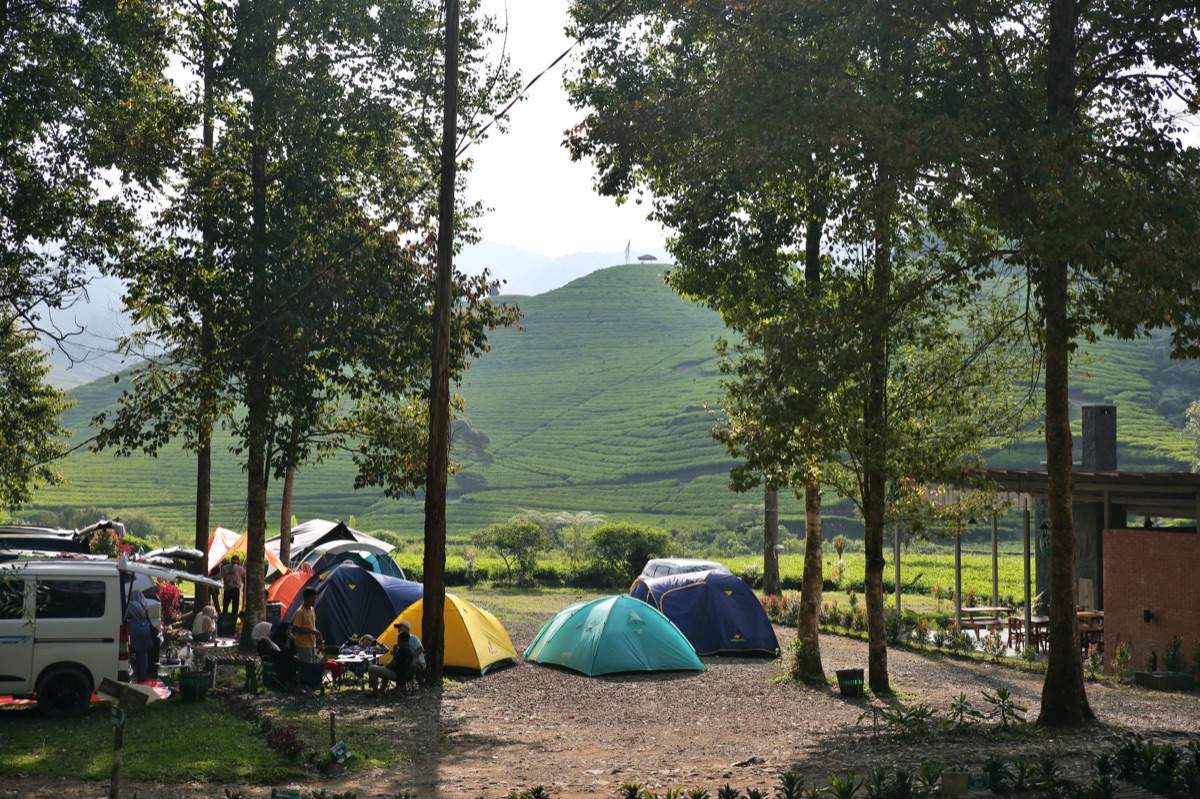 露營帳篷在薰衣草田中