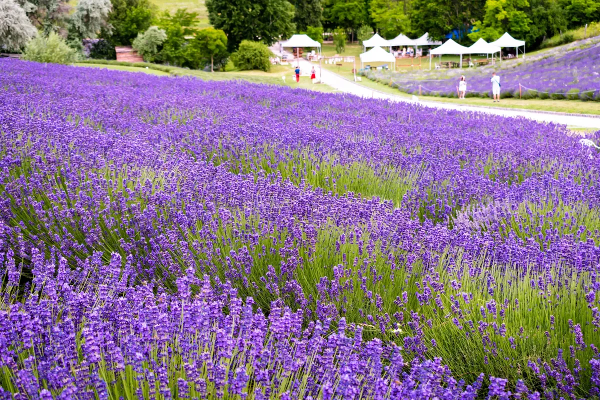 Scenic view of vibrant lavender fields in Kőröshegy, Hungary, ideal for travel and nature enthusiasts.