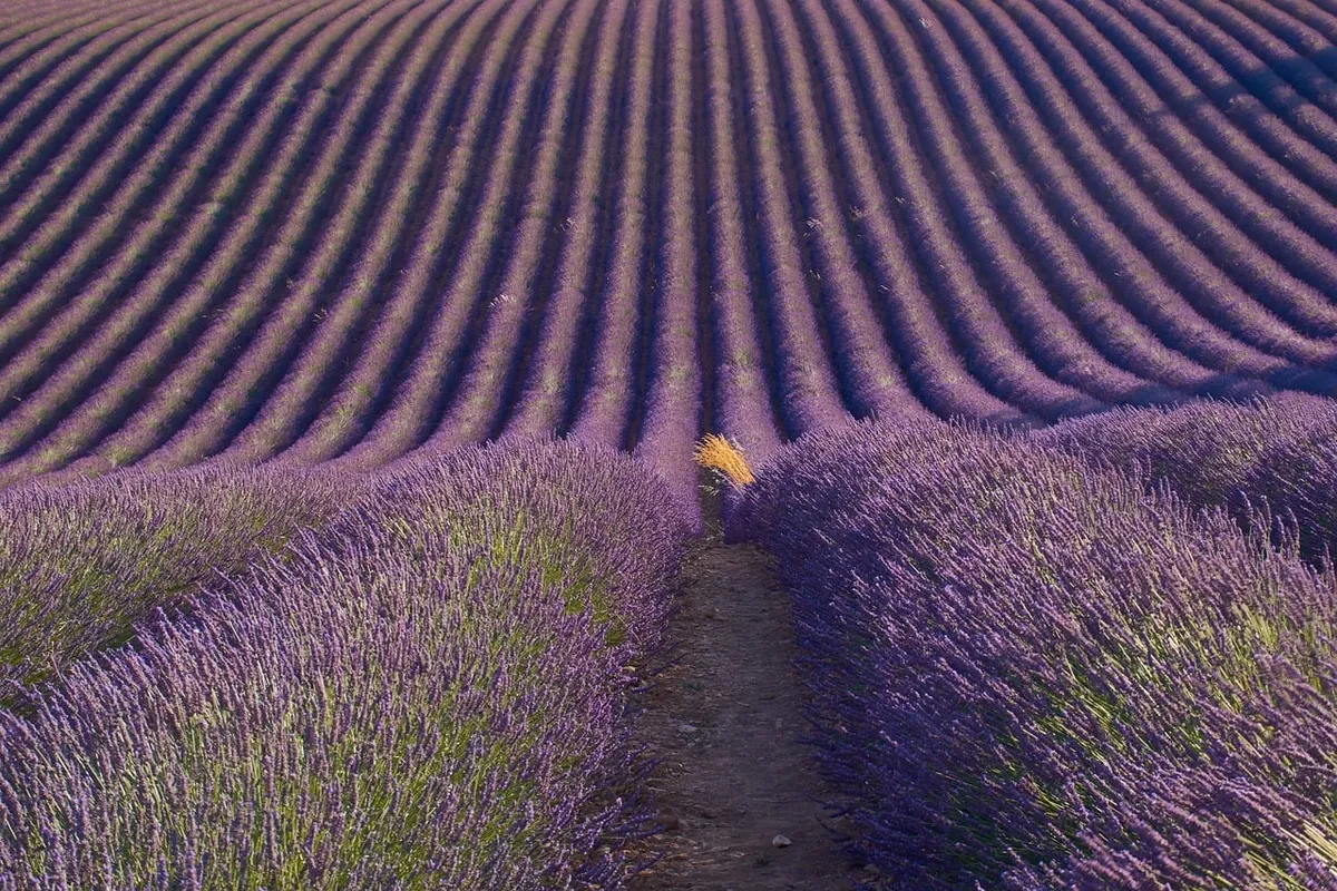 lavender field, summer landscape, rows of plants, escape, provence, lavender, sunlight, purple, agriculture, fragrant, nature, aromatherapy, path in the middle,