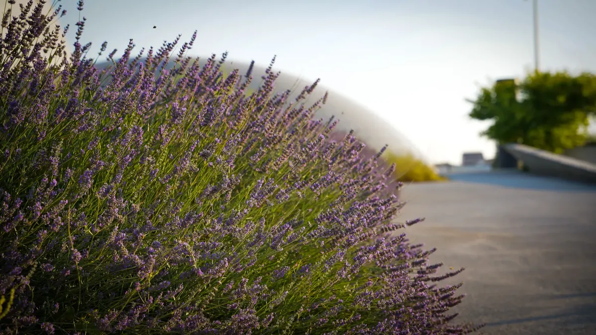 Vibrant lavender flowers lining a park pathway in Ankara, Türkiye during a sunny day.