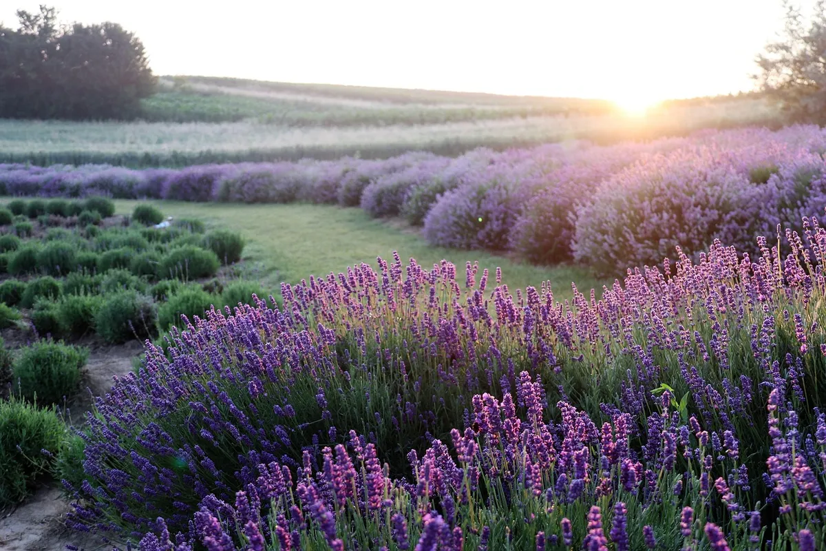 lavender, flowers, field, flower background, hd wallpaper, sunrise, purple flowers, bloom, plants, beautiful flowers, landscape, meadow, nature, summer, flower