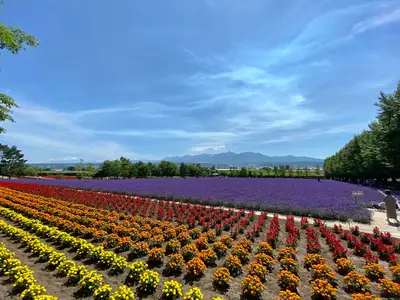 Lavanda di Furano a luglio: guida per un viaggio perfetto