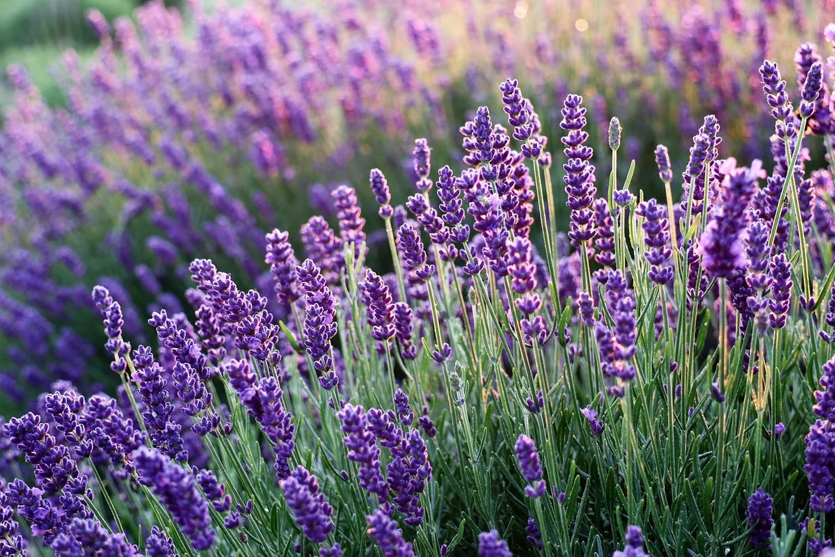 lavenders, flowers, beautiful flowers, flower wallpaper, flower background, lavender field, purple flowers, bloom, blossom, flora, nature, fragrance, infloresce