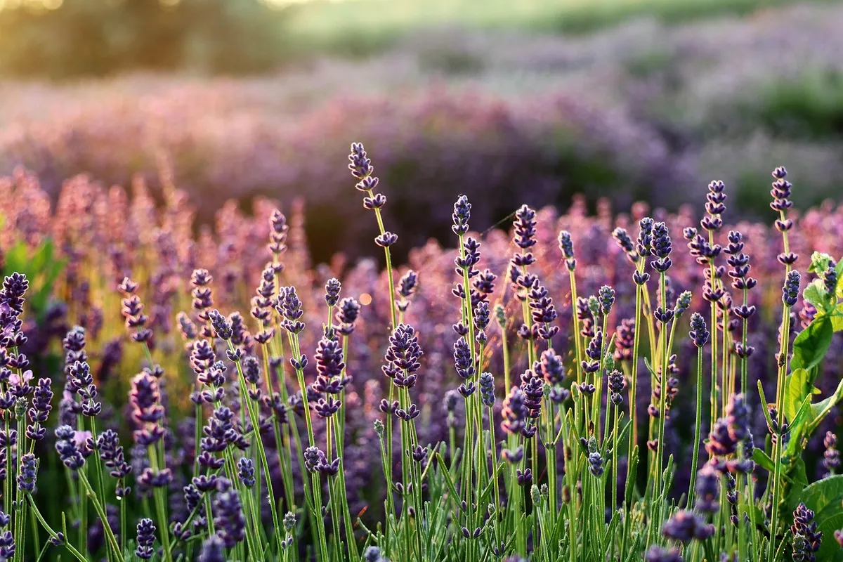 lavender, the smell of, flower background, flowers, flower wallpaper, lavender fields, beautiful flowers, purple flowers, flower, flora, lavender garden, nature