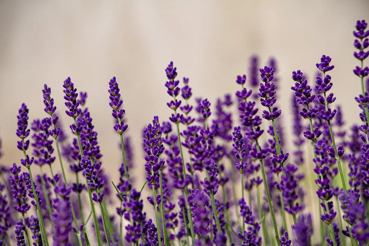 lavenders, flower, lavender field, purple flowers, beautiful flowers, bloom, blossom, flower wallpaper, flower background, flora, nature
