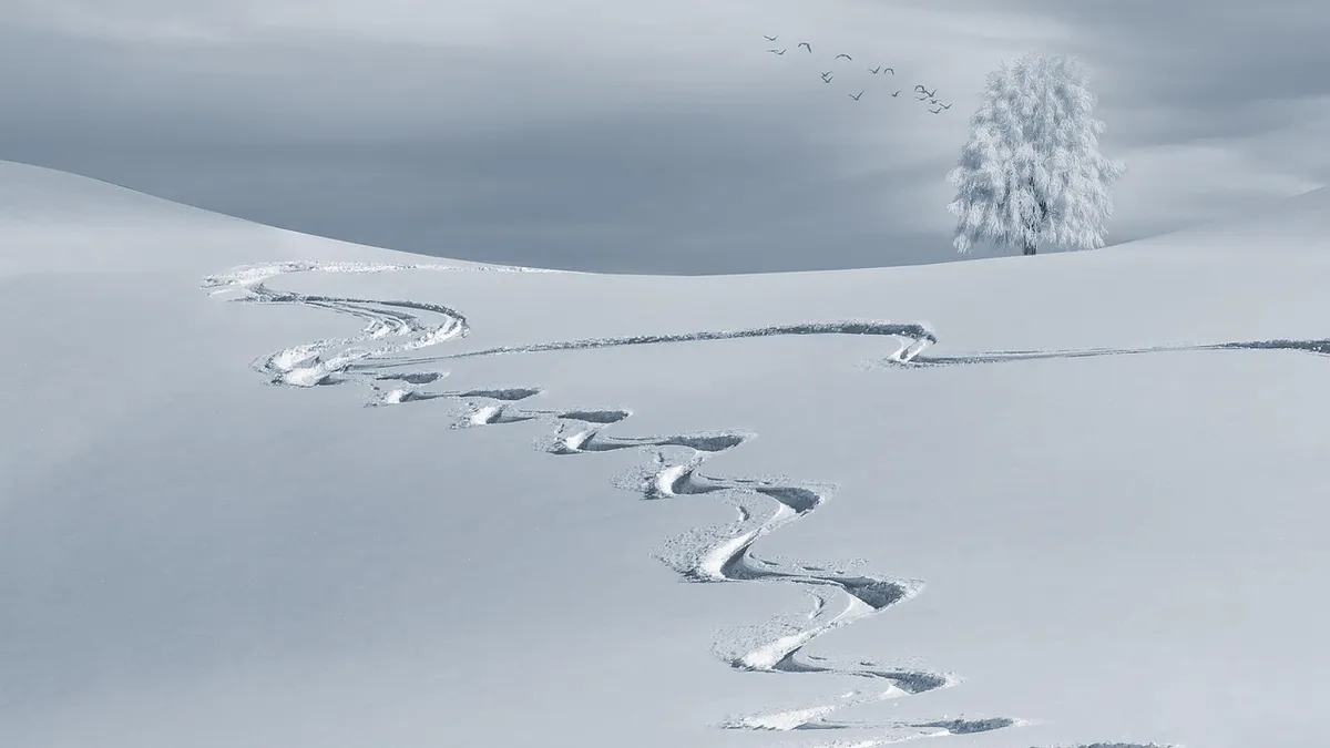 wintry, snow, backcountry skiiing, slopes, sky slopes, white, snow landscape, ski tracks, winter, cold, tree, nature, landscape, winter magic, snow hill, winter