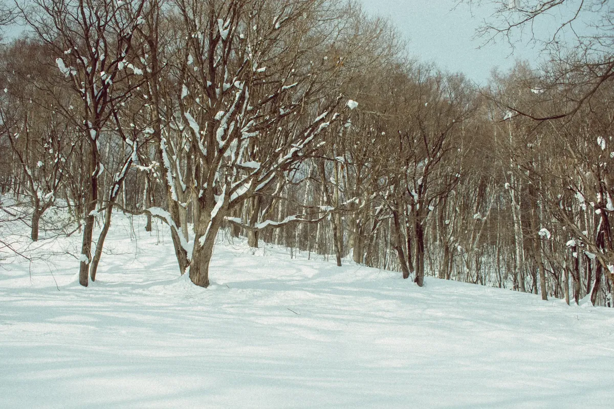 Serene snow-covered forest in Hokkaido, Japan, showcasing a tranquil winter landscape.