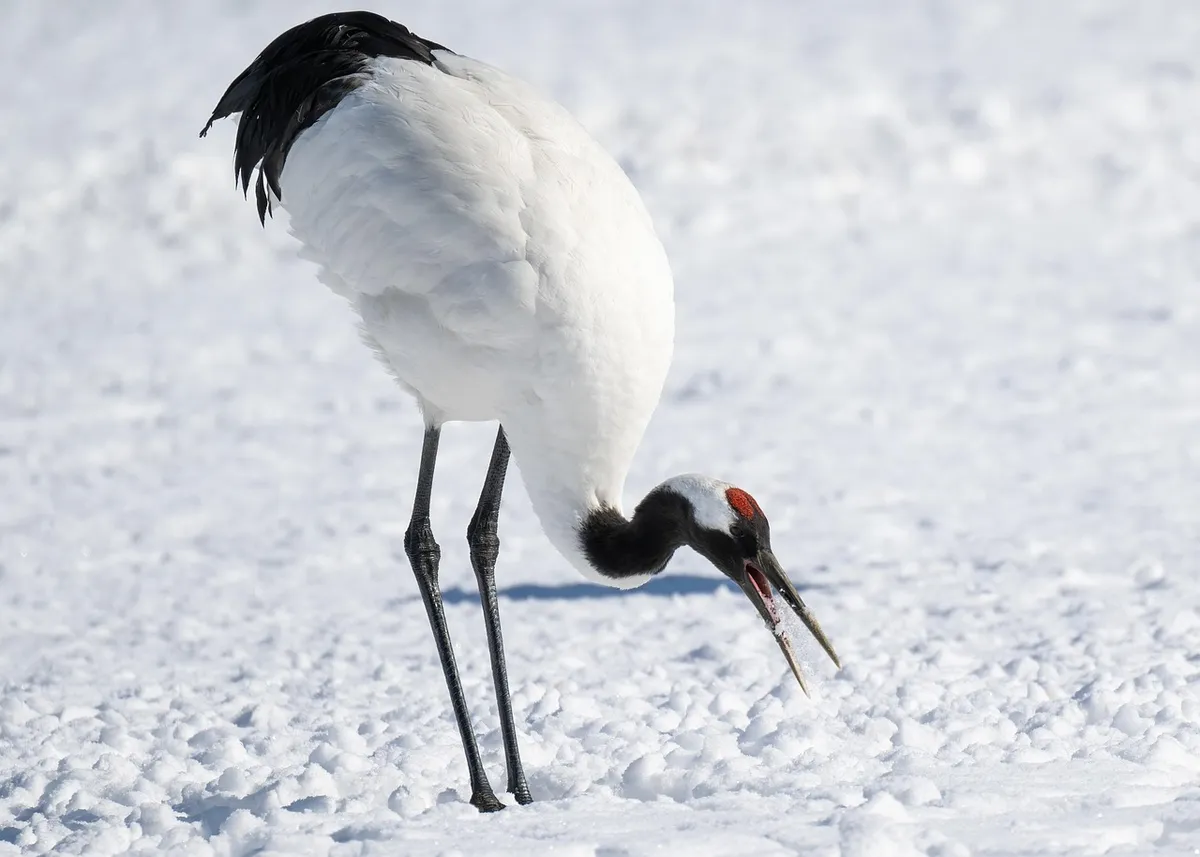 red-crowned crane, crane, bird, japanese crane, grus japonensis, avian, wildlife, animal, wild, nature, snow, winter, feathers, plumage, hokkaido, japan, red-cr