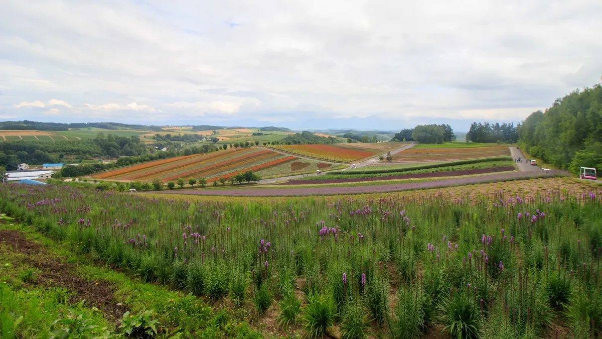 Beautiful panoramic view of colorful flower fields in a lush rural landscape under cloudy skies.